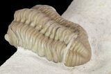 Detailed, Long Kainops Trilobite - Oklahoma #95693-4
